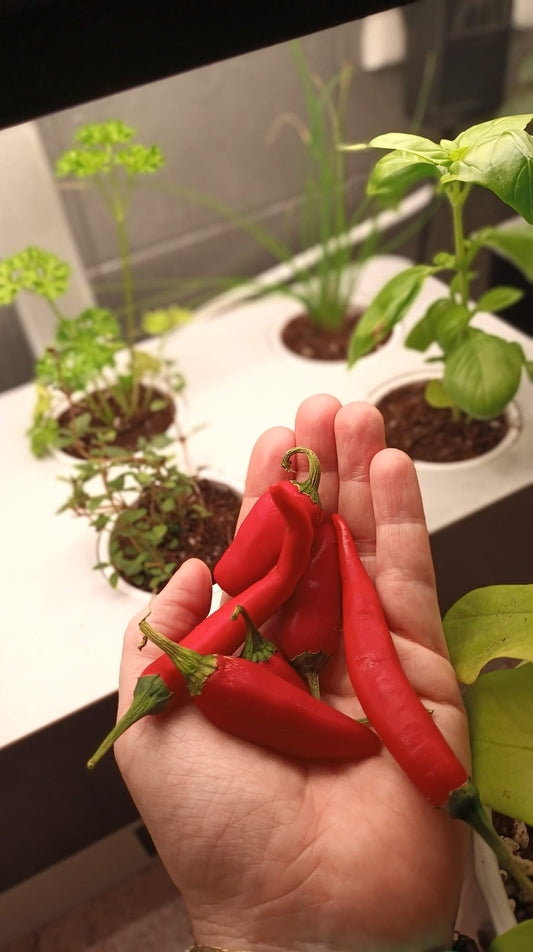 Seed Saving - Chillies