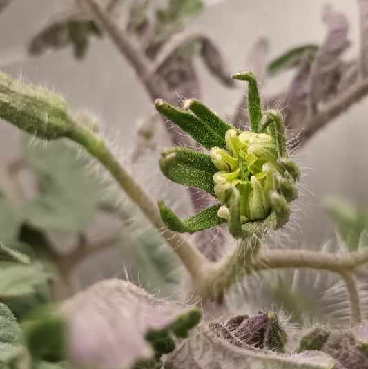Diary Of A Hydroponic Bonsai Tomato Plant