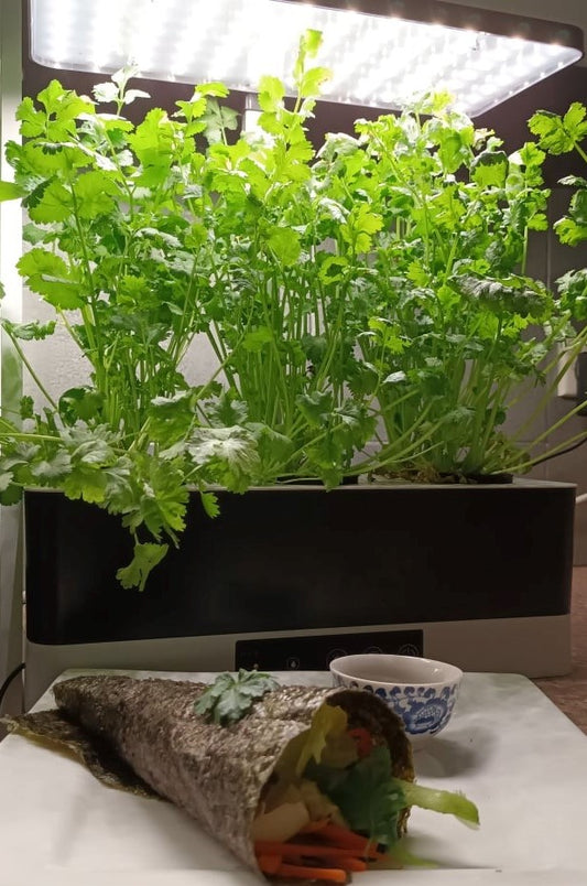 Growing Coriander Hydroponically - Hints & Tips For Success