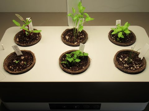 Growing Seedlings to Plant Outside