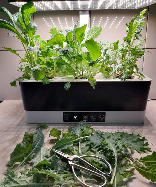 Baby Kale: The Nutritious Kitchen Staple AND Trendy Superfood