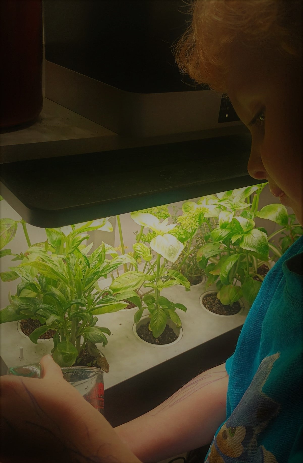 A child with a joyful expression tending to an indoor hydroponic garden, nurturing herbs with care and curiosity. They delicately water the plants, ensuring the roots receive the nutrient-rich solution. Sun-kissed leaves thrive under LED grow lights, symbolising a rewarding journey of learning, growth, and sustainable gardening.